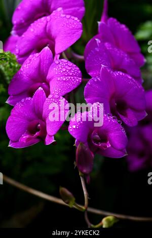 Le orchidee ibride di Dendrobium sono note per i loro colori vivaci e vivaci e le loro fioriture durature al Perdana Botanical Garden di Kuala Lumpur, Malesia Foto Stock