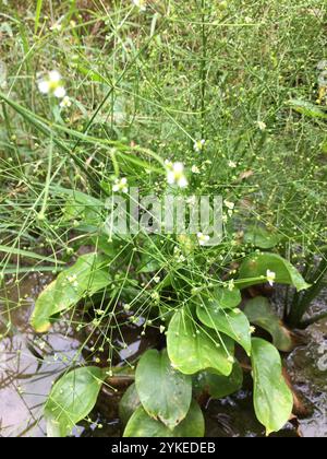 Piantagione acquatica americana (Alisma subcordatum) Foto Stock