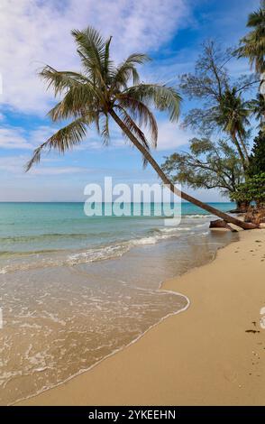Spiaggia tropicale con palme distese verso il mare, verticale, Thailandia Foto Stock