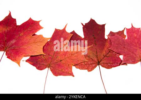 foglie di acero rosso essiccato su sfondo bianco Foto Stock