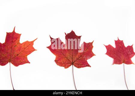 foglie di acero rosso essiccato su sfondo bianco Foto Stock