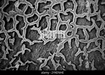 l'intonaco giallo di tufo corroso dalla salinità del mare forma intricati disegni tridimensionali e texture che sembrano i fondali marini dell'islan Foto Stock