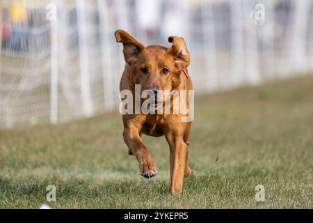 Fox Red Labrador Retriever Lab Running Lure Course Sprint Dog Sport Foto Stock