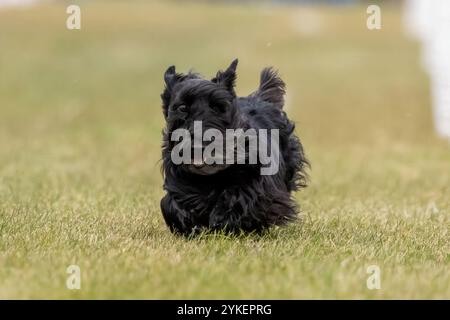 Pista da corsa Black Scottish Terrier, Sprint Dog Sport Foto Stock