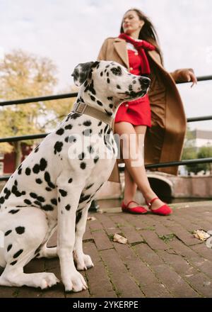 Cane dalmata ad Amsterdam con proprietario sullo sfondo Foto Stock