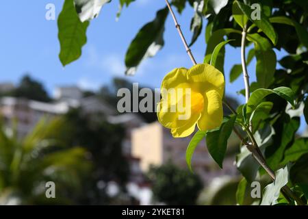 Fort-de-France, Martinica - 3 gennaio 2018: Primo piano di un fiore tropicale giallo brillante con un paesaggio urbano sfocato e palme nel backgroun Foto Stock