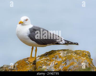 Gabbiano con le gambe gialle in piedi su una roccia Foto Stock