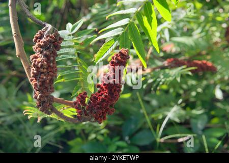 Il Rhus typhina è coltivato come pianta ornamentale. Sfondo floreale naturale. L'albero tropicale sta fiorendo. Sumac. Corno addominale Foto Stock