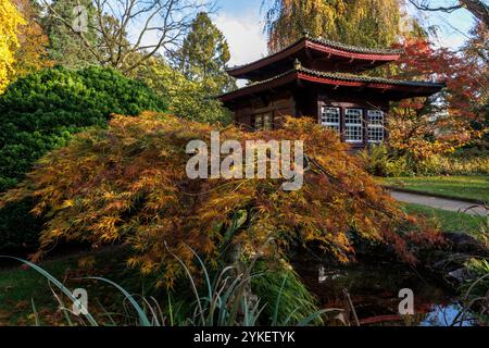 Sala da tè presso il giardino giapponese di Leverkusen, autunno, Renania settentrionale-Vestfalia, Germania. Teehaus im Japanischen Garten a Leverkusen, Herbst, Nordrhein Foto Stock