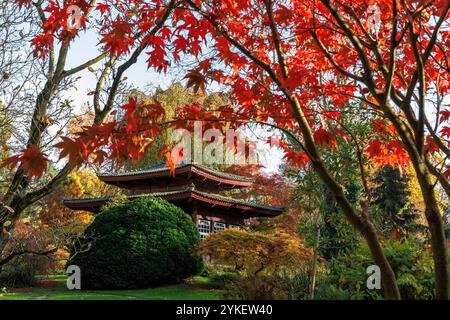 Sala da tè presso il giardino giapponese di Leverkusen, autunno, Renania settentrionale-Vestfalia, Germania. Teehaus im Japanischen Garten a Leverkusen, Herbst, Nordrhein Foto Stock