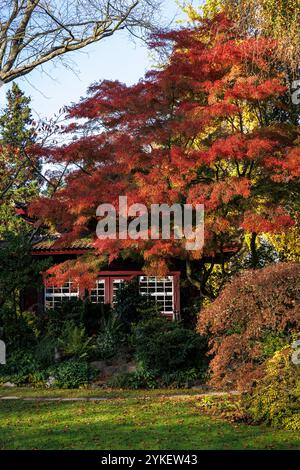 Sala da tè presso il giardino giapponese di Leverkusen, autunno, Renania settentrionale-Vestfalia, Germania. Teehaus im Japanischen Garten a Leverkusen, Herbst, Nordrhein Foto Stock