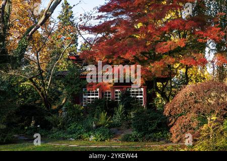 Sala da tè presso il giardino giapponese di Leverkusen, autunno, Renania settentrionale-Vestfalia, Germania. Teehaus im Japanischen Garten a Leverkusen, Herbst, Nordrhein Foto Stock