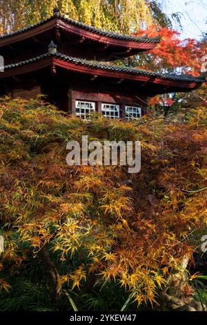 Sala da tè presso il giardino giapponese di Leverkusen, autunno, Renania settentrionale-Vestfalia, Germania. Teehaus im Japanischen Garten a Leverkusen, Herbst, Nordrhein Foto Stock