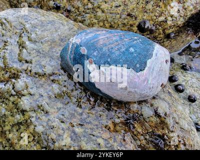 Abalone nero (Haliotis cracherodii) Foto Stock