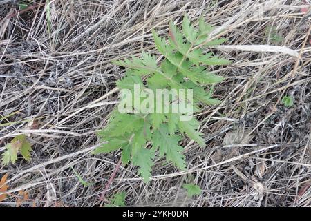 Carota lunare (Seseli libanotis) Foto Stock