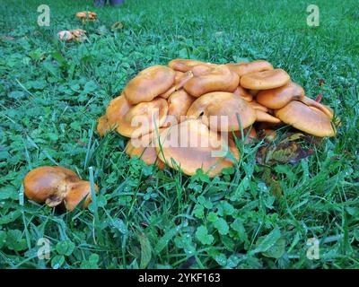 Jack-o'-lanterna dell'America orientale (Omphalotus illudens) Foto Stock