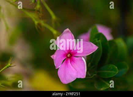 Un bellissimo fiore rosa si distingue contro un ricco fogliame verde, catturando la magia della luce delle prime ore della sera in natura. Foto Stock