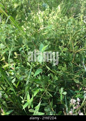 Indaco selvatico blu prateria orientale (Baptisia australis aberrans) Foto Stock