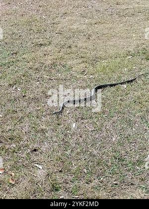 Tappeto costiero Python (Morelia spilota mcdowelli) Foto Stock