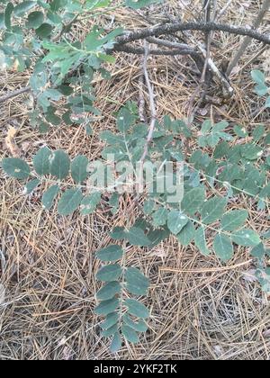 Locusta del nuovo Messico (Robinia neomexicana) Foto Stock