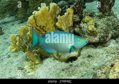 Una vivace vetula Scarus, comunemente nota come la Regina Parrotfish, nuota tra i coralli nelle acque cristalline di Bonaire, mostrando i suoi colori sorprendenti Foto Stock