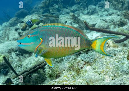 Una vivace Scarus vetula, o Queen Parrotfish, nuota nelle acque cristalline delle barriere coralline di Bonaire, mostrando le sue colorazioni e i suoi motivi distintivi. Foto Stock