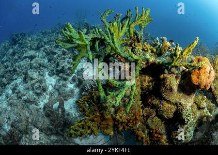 Vivace scena subacquea di Bonaire con una varietà di specie marine, tra cui formazioni coralline, spugne e pesci tropicali, che mostrano il ric Foto Stock