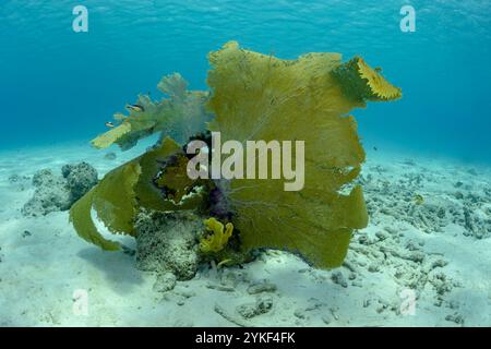 Un colorato ventilatore di mare domina il paesaggio sottomarino di Bonaire, circondato da piccoli pesci che nuotano tra le incontaminate sabbie coralline. Foto Stock