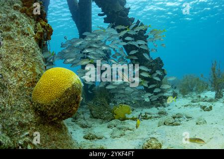 Vista subacquea di una scuola di Haemulon flavolineatum o grugniti francesi che nuotano sopra i coralli nelle limpide acque blu che circondano Bonaire. Foto Stock