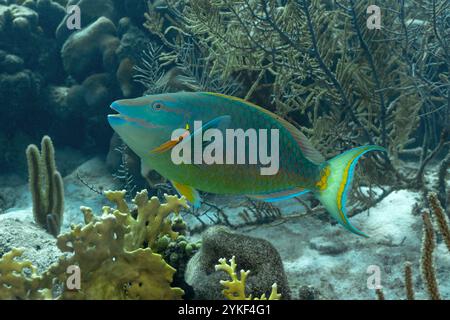 Una vivace Queen Parrotfish o Scarus vetula nuota tra le barriere coralline nelle acque cristalline di Bonaire, mostrando i suoi magnifici colori e motivi. Foto Stock