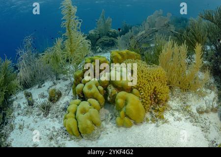 Scopri l'incantevole mondo sottomarino di Bonaire, con abbondanti coralli colorati e spugne che prosperano in acque cristalline. Ideale per biologia marina Foto Stock