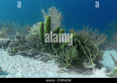 Una splendida vista subacquea che mostra una varietà di spugne verdi vibranti tra delicati coralli ramificati, catturati nelle limpide acque di Bonaire. Foto Stock