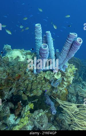 Una vivace scena subacquea presso una barriera corallina a Bonaire, che mostra una varietà di specie marine nel complesso ecosistema. Foto Stock