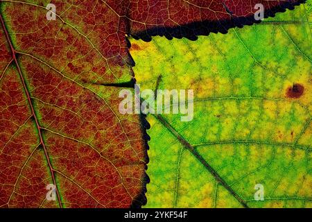 Uno scatto ravvicinato che mette in risalto i dettagli intricati e i vari colori delle foglie autunnali mentre passano dal verde al rosso intenso Foto Stock