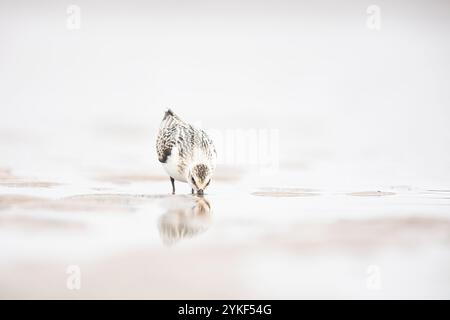 Un solitario sandpiper perlustra la sabbia bagnata della spiaggia alla ricerca di cibo, il suo riflesso si specchia sottilmente nell'acqua calma. Foto Stock