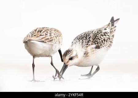 Due sandpipers vengono catturati durante il foraggiamento sulla spiaggia, mentre i loro becchi sondano la sabbia alla ricerca di cibo su uno sfondo bianco senza cuciture. Foto Stock