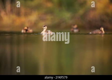 Cattura dei piccoli Grebes che nuotano pacificamente nel suo habitat naturale. L'acqua tranquilla riflette gli uccelli, circondati da una vegetazione a fuoco tenue Foto Stock