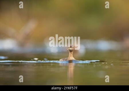 Un giovane piccolo Grebe viene catturato nuotando pacificamente nel suo habitat naturale lacustre. L'acqua serena e lo sfondo sfocato sottolineano la delicatezza dell'uccello Foto Stock