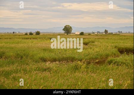 Vista panoramica del Delta dell'Ebro in Spagna, con una vasta distesa di verde lussureggiante con canali d'acqua sparsi e una casa solitaria circondata da Foto Stock