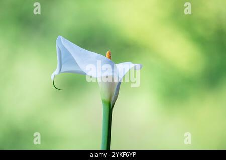 Un primo piano di una Zantedeschia aethiopica, nota anche come il giglio calla, che mostra la sua elegante fioritura bianca con un morbido sfondo verde, creando un ser Foto Stock
