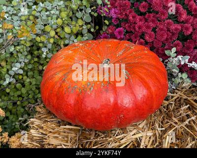 Una zucca arancione brillante poggia su una balla di paglia, circondata da lussureggianti fiori autunnali viola e verdi, catturando l'essenza di un raccolto festoso o. Foto Stock