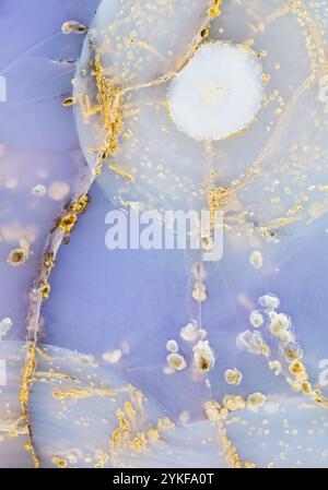 Foto macro dettagliata di agata blu Holly, con strati blu traslucidi intervallati da intricate tracce di minerali dorati e inclusioni bianche, per Foto Stock