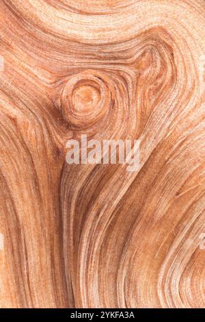 Foto ravvicinata di una struttura in legno naturale caratterizzata da esclusivi motivi vorticosi e ricche tonalità di marrone, perfetta per sfondi, elementi di design e ispirazioni Foto Stock