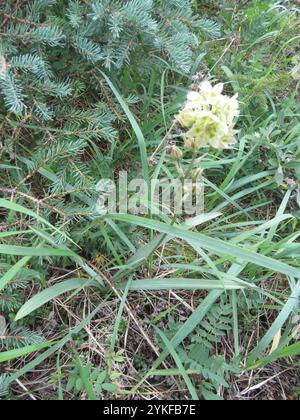 Monte Deathcamas (Anticlea elegans) Foto Stock