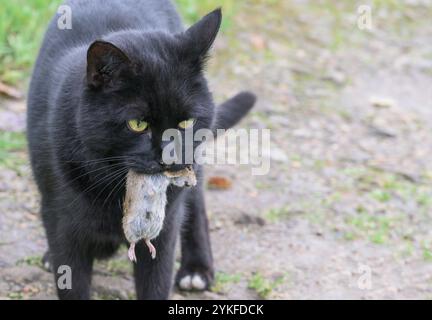 Gatto nero domestico con un topo che ha catturato Foto Stock