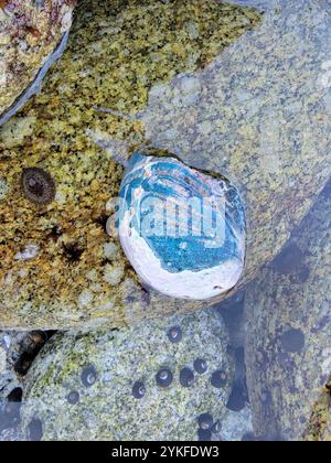 Abalone nero (Haliotis cracherodii) Foto Stock