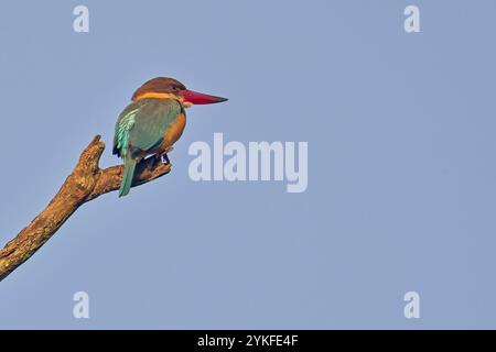 Kingfisher a becco di cicogna (Pelargopsis capensis), arroccato su un bastone, Jim Corbett National Park, Uttarakhand, India. Foto Stock