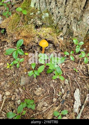 Bolete con gambo corto (Aureoboletus betula) Foto Stock