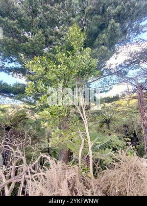 Pigeonwood (Hedycarya arborea) Foto Stock