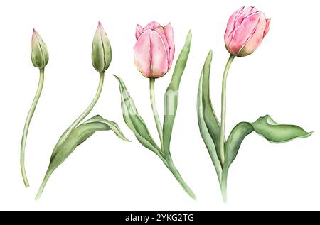 Set di tulipani rosa pastello giallo chiaro e illustrazione ad acquerello a bocciolo aperto isolata su sfondo bianco. Delicato giardino disegnato a mano perenne di primavera Foto Stock